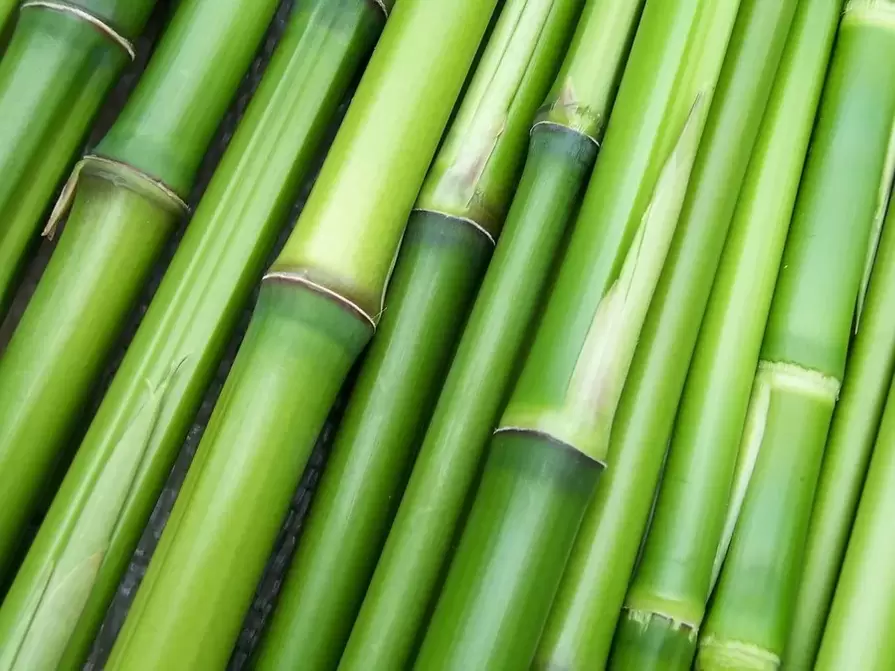 Bùa may mắn - tre