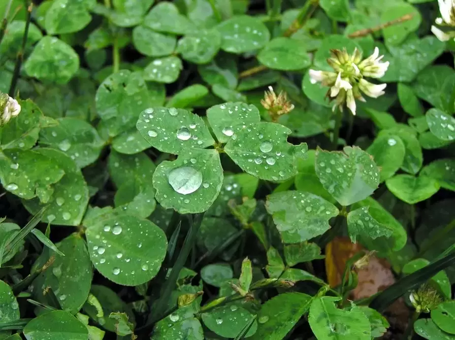 bùa may mắn - cỏ bốn lá